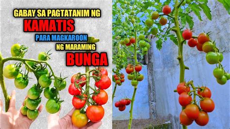 PAANO MAGTANIM NG KAMATIS .
